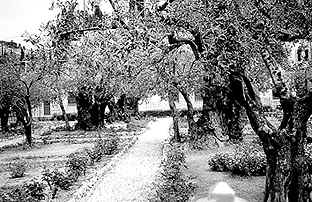 Участок Гефсиманского сада со старыми оливами